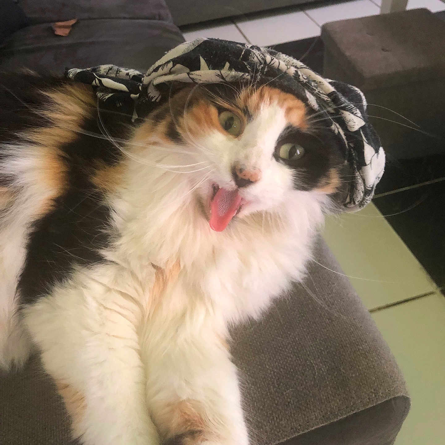 Uka a rejoint le concours — aidez-le/la à gagner de superbes lots ! cat, calico_cat, fluffy, long_hair, pet, animal, tongue_out, funny, scarf, floral, sofa, couch, living_room, indoor, cozy, portrait, close_up, green_eyes, relaxed, playful
