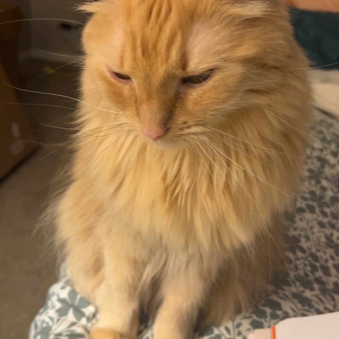 Hazel is registered to the contest to win money with this photo: animal, bedspread, book, cat, companion, curious, cute, domestic_animal, ears, feline, fluffy, home, indoor, orange_cat, paws, pet, resting, sleepy, soft, whiskers