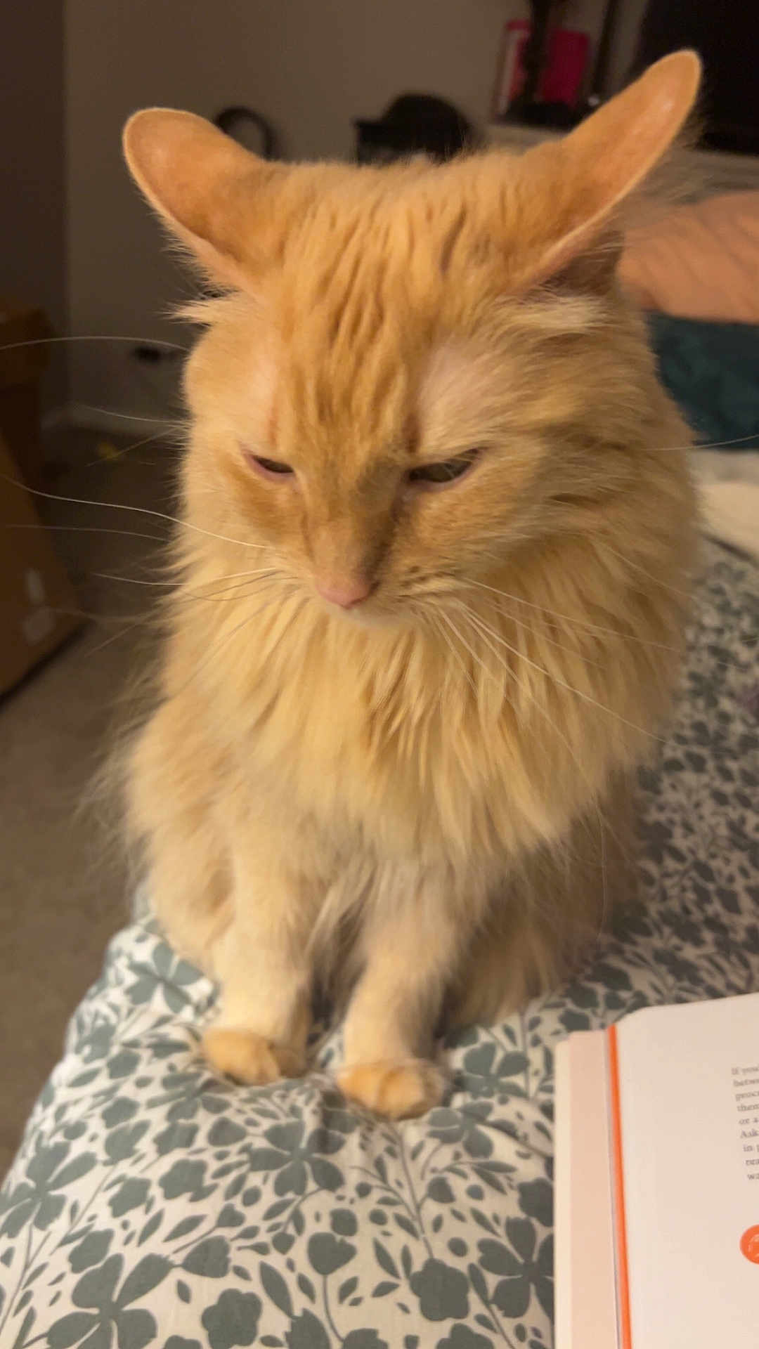 Hazel