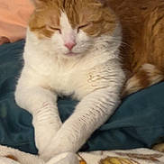 Peaches joined the competition — help win amazing prizes! cat, orange_cat, white_cat, resting, sleeping, pet, feline, indoor, blanket, cozy, soft, fur, cute, domestic_animal, animal, relaxed, comfort, paws, close_up, sleepy