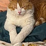 cat, orange_cat, white_cat, resting, sleeping, pet, feline, indoor, blanket, cozy, soft, fur, cute, domestic_animal, animal, relaxed, comfort, paws, close_up, sleepy