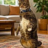 cat, tabby, standing, indoor, living_room, carpet, sofa, cushion, plant, collar, pet, feline, curious, fur, whiskers, wooden_table, home, window, natural_light, paws
