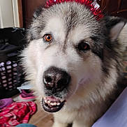 Ruger joined the competition — help win amazing prizes! blue, canine, celebration, close_up, clothing, dog, eyes, festive, floor, fluffy, fur, headband, indoor, laundry_basket, mouth, nose, pet, red, smiling, white