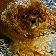 Bailee is registered to the contest to win money with this photo: animal, brown_fur, canine, carpet, collar, companion, cute, dog, domestic, ears, fluffy, fur, indoor, laying_down, looking_at_camera, paws, pet, portrait, relaxed, snout