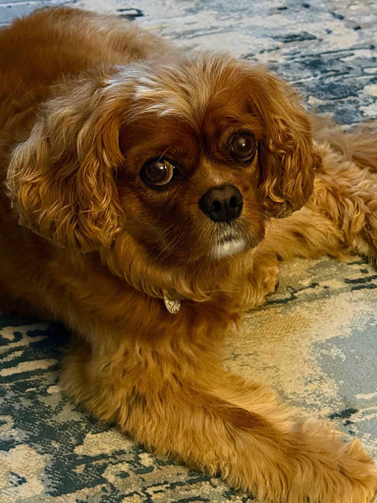 Bailee