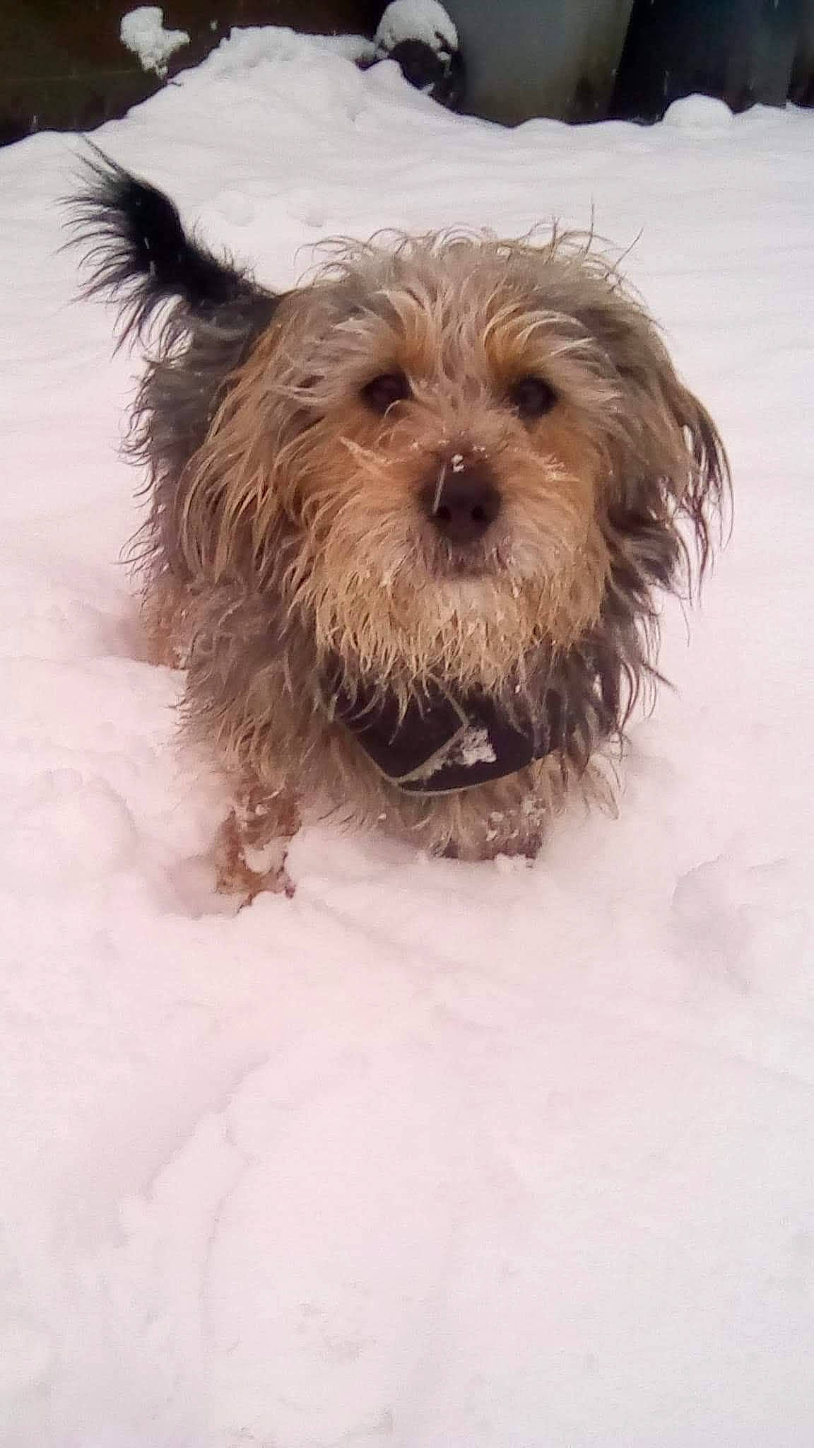 Filou a rejoint le concours — aidez-le/la à gagner de superbes lots ! canidae, carnivore, collar, companion_dog, dog, dog_breed, dog_clothes, dog_collar, dog_supply, fawn, fur, liver, small_terrier, snout, snow, sporting_group, terrier, toy_dog, winter, working_animal