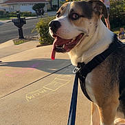 Bo Dallas is registered to the contest to win money with this photo: dog, sidewalk, leash, harness, tongue_out, happy, sunlight, chalk_drawing, residential_area, girl, bushes, tree, mailbox, house, street, outdoor, daytime, pet, canine, smiling