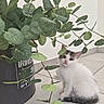 Nuage participe au concours pour gagner de l'argent avec cette photo : kitten, cat, plant, green_leaves, pot, floor, tile, indoor, curious, white_fur, gray_fur, pet, animal, cute, small, young, sitting, looking_up, minimalist, home