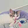 Nuage a rejoint le concours — aidez-le/la à gagner de superbes lots ! kitten, cat, pet, plush_toy, bed, purple, cute, indoor, feline, young_animal, snuggling, soft_texture, toy, animal, resting, cozy, pink_nose, white_fur, striped_fur, sleepy