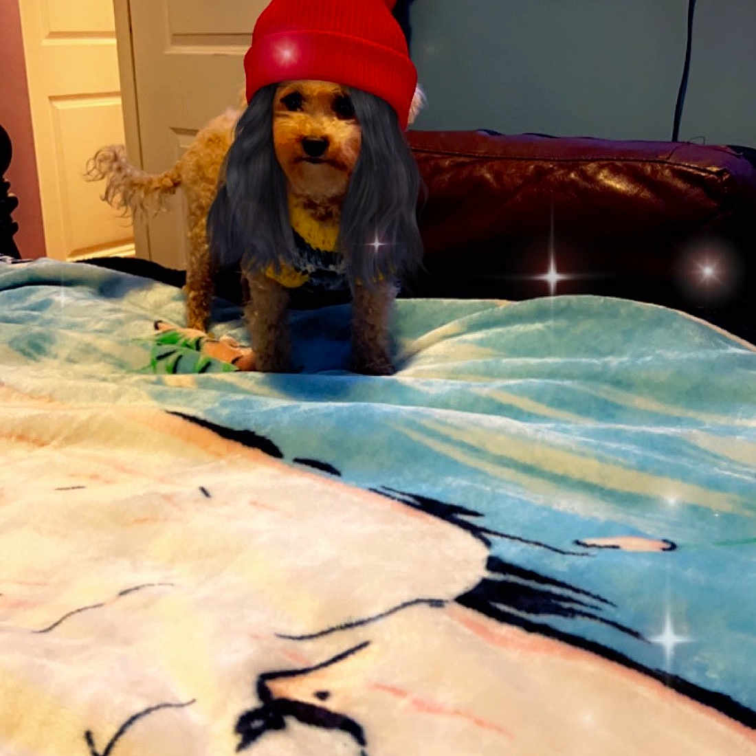 Coqueta is registered to the contest to win money with this photo: art, automotive_design, carnivore, companion_dog, fictional_character, floor, flooring, fun, fur, interior_design, leisure, linens, picture_frame, recreation, room, smile, television, toy, visual_arts, wood