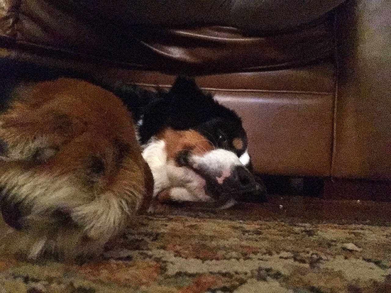 Norbert is registered to the contest to win money with this photo: canidae, carnivore, companion_dog, dog, dog_breed, fawn, fur, guinea_pig, mammal, paw, puppy, soil, sporting_group, tail, terrestrial_animal, tints_and_shades, toy_dog, whiskers, wood, working_animal