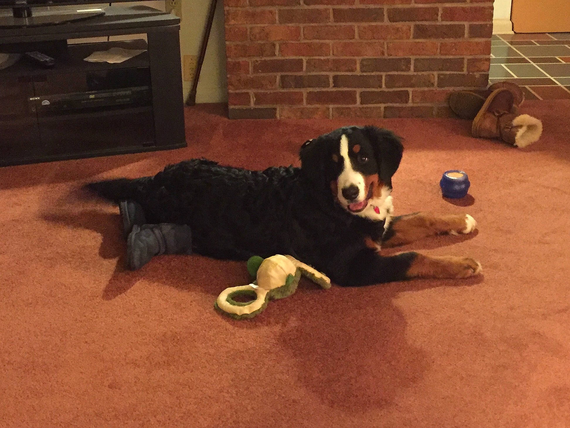 Norbert joined the competition — help win amazing prizes! ball, carnivore, comfort, companion_dog, cooktop, dog, dog_breed, floor, flooring, gas_stove, hardwood, kitchen_appliance, kitchen_stove, living_room, room, snout, sporting_group, stove, wood, working_animal