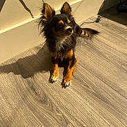 Paco joined the competition — help win amazing prizes! dog, puppy, small_dog, long_hair, black_and_tan, sitting, indoors, hardwood_floor, sunlight, sunbeam, shadow, portrait, pet, collar, fluffy_tail, pointed_ears, canine, home, wall, floor