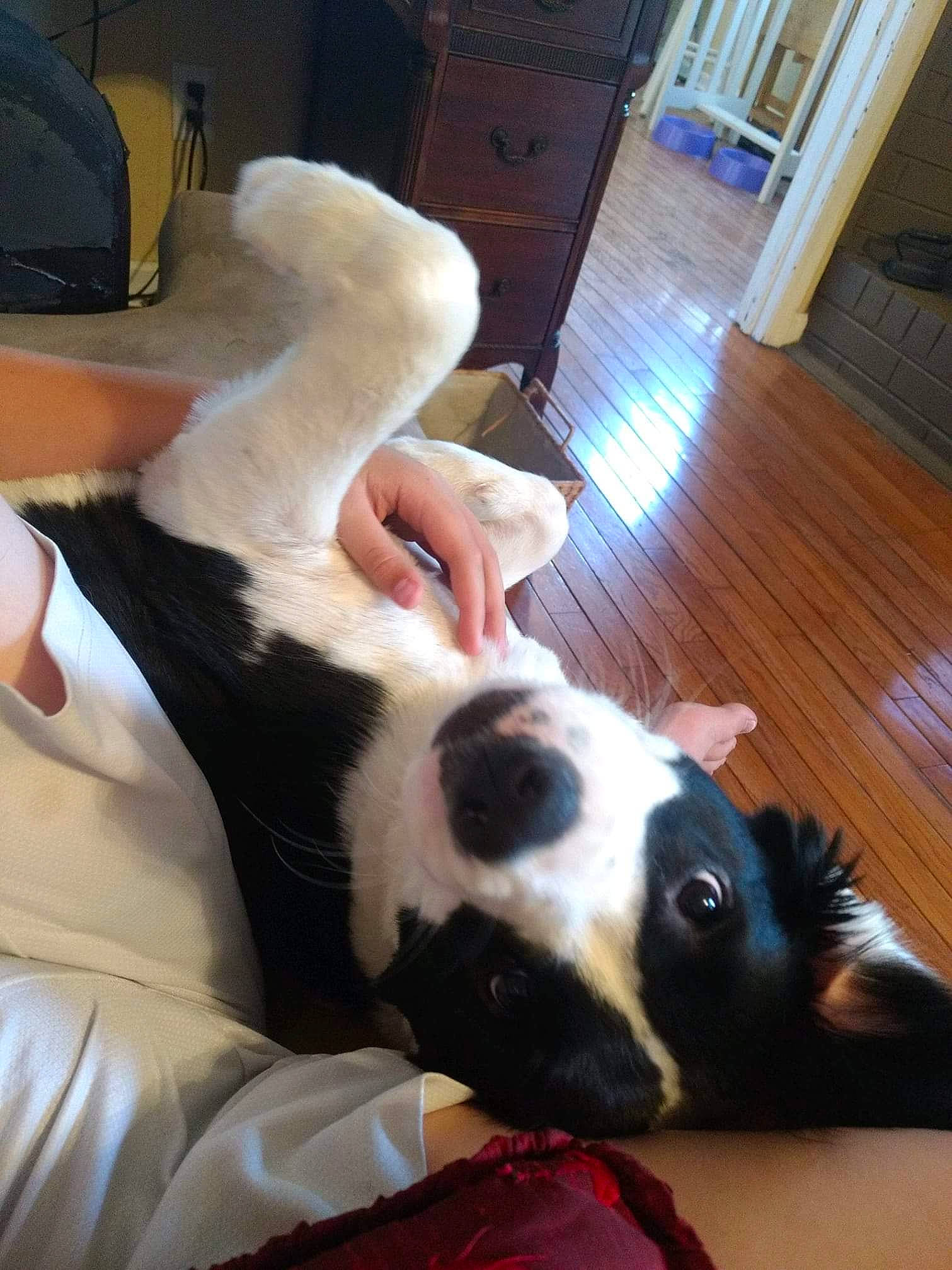 Barkley is registered to the contest to win money with this photo: boston_terrier, canidae, carnivore, companion_dog, dog, dog_breed, ear, mammal, non_sporting_group, vertebrate