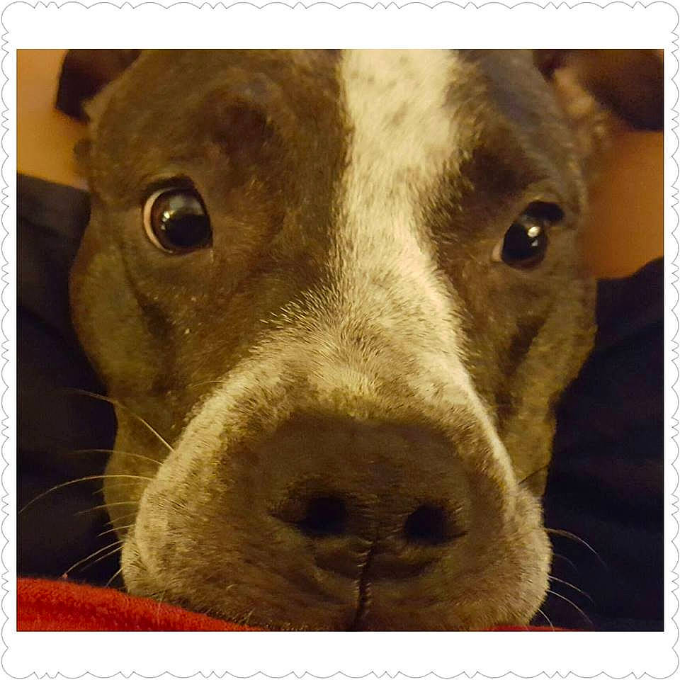 Sierra is registered to the contest to win money with this photo: beauty, canidae, carnivore, close_up, companion_dog, dog, dog_breed, ear, fawn, liver, no_expression, pet_supply, rectangle, selfie, snapshot, snout, sporting_group, terrestrial_animal, whiskers, working_animal