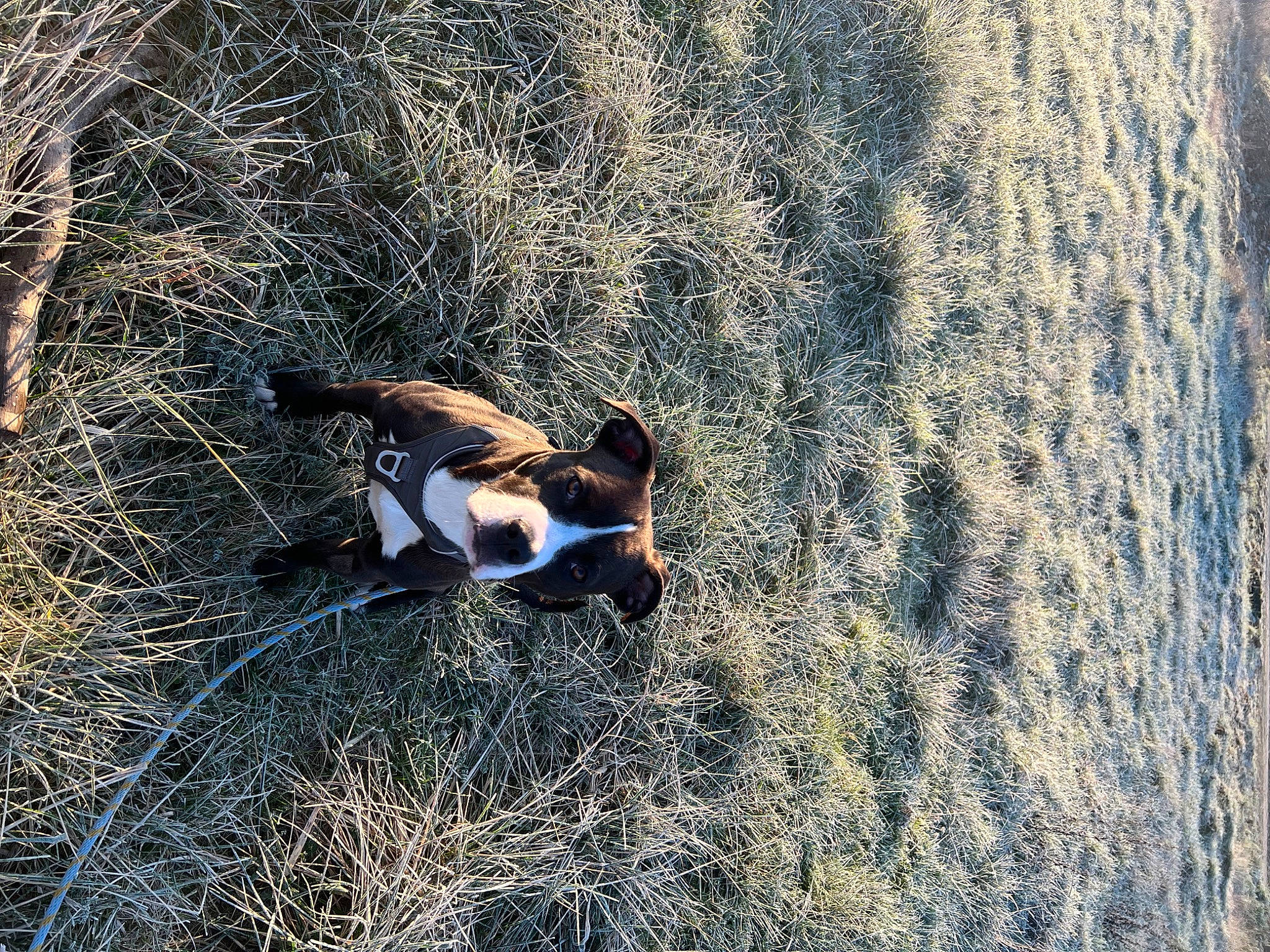 Raja a rejoint le concours — aidez-le/la à gagner de superbes lots ! _geese_and_swans, carnivore, ducks, electric_blue, field, fun, grass, grassland, landscape, leisure, people_in_nature, plant, recreation, rock, shadow, shrubland, sitting, soil, tree, wildlife