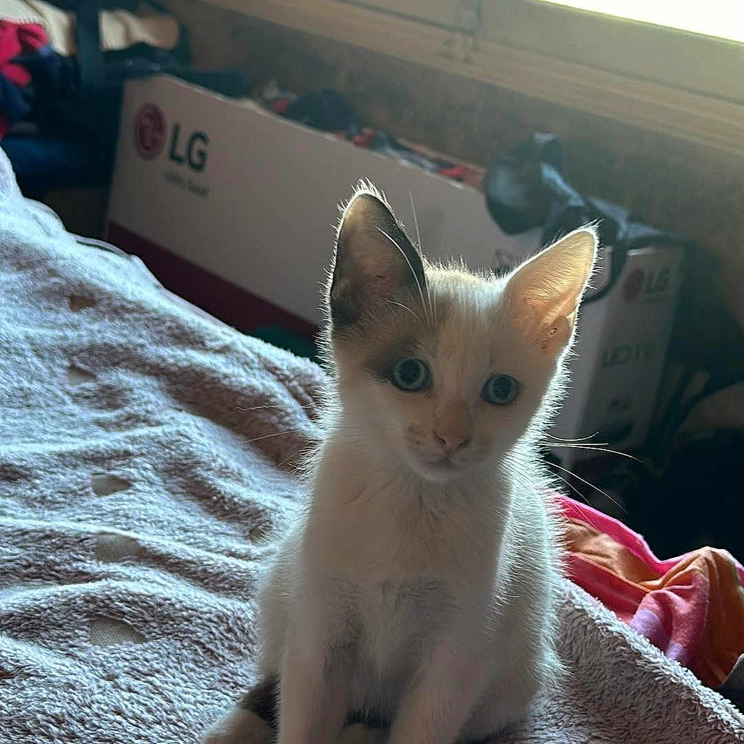 Fripouille participe au concours pour gagner de l'argent avec cette photo : animal, bed, bedroom, blanket, cat, cushion, door, face, furniture, head, homedecor, indoors, kitten, linen, manx, person, pet, quilt, room, window