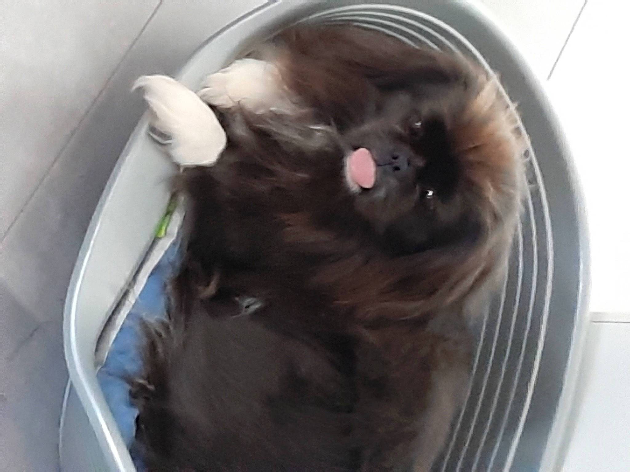 Nooky participe au concours pour gagner de l'argent avec cette photo : auto_part, carnivore, cat, cat_supply, companion_dog, dog_breed, felidae, fender, fur, gas, liver, pet_supply, rim, rodent, small_to_medium_sized_cats, tail, terrestrial_animal, washing_machine, whiskers, window