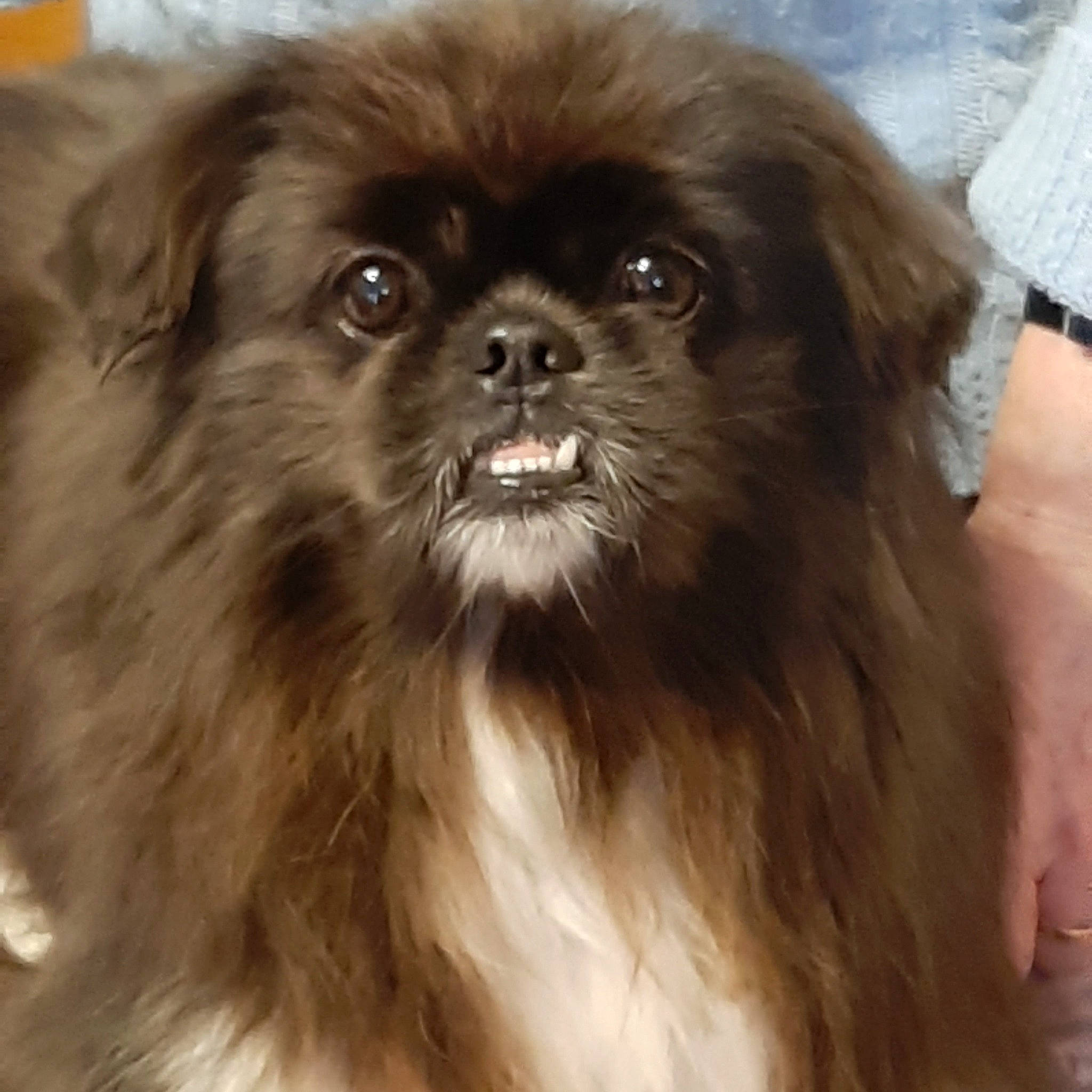 Nooky a rejoint le concours — aidez-le/la à gagner de superbes lots ! canidae, carnivore, companion_dog, dog, dog_breed, eye, fawn, fur, hair, head, human_body, iris, liver, maltepoo, shih_tzu, snout, sporting_group, toy_dog, whiskers, working_animal