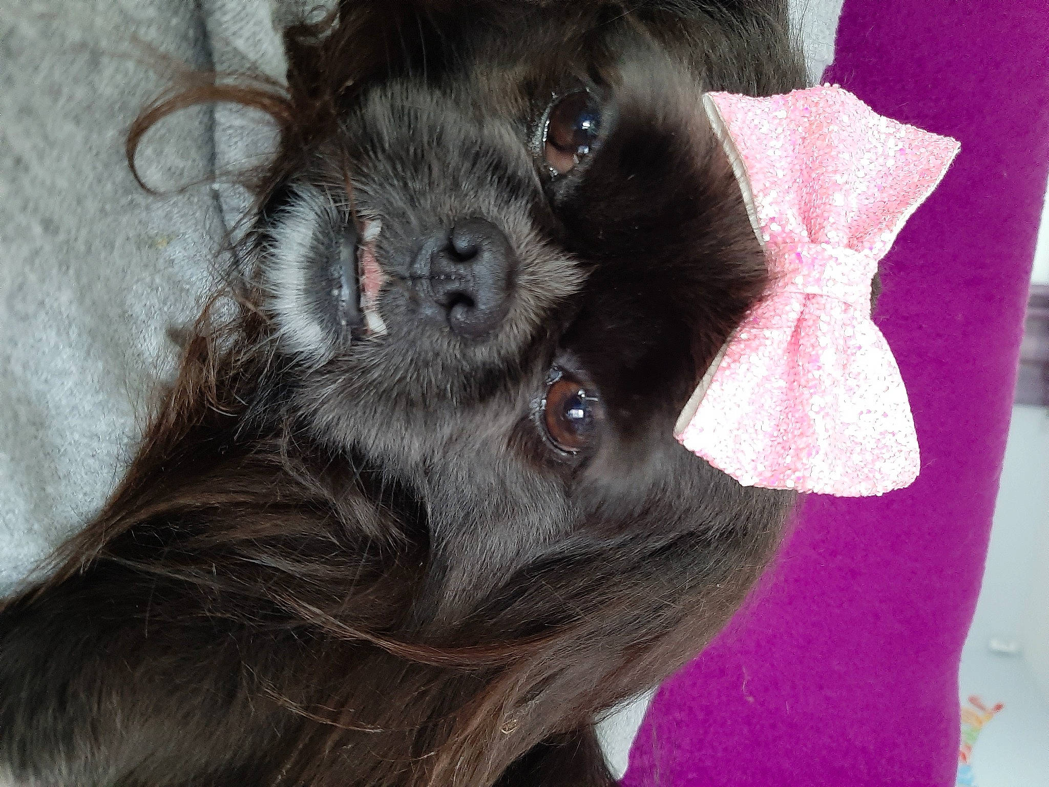 Nooky participe au concours pour gagner de l'argent avec cette photo : canidae, carnivore, claw, collar, companion_dog, dog, dog_breed, dog_supply, ear, fawn, fur, gesture, liver, magenta, paw, snout, sporting_group, toy_dog, whiskers, working_animal