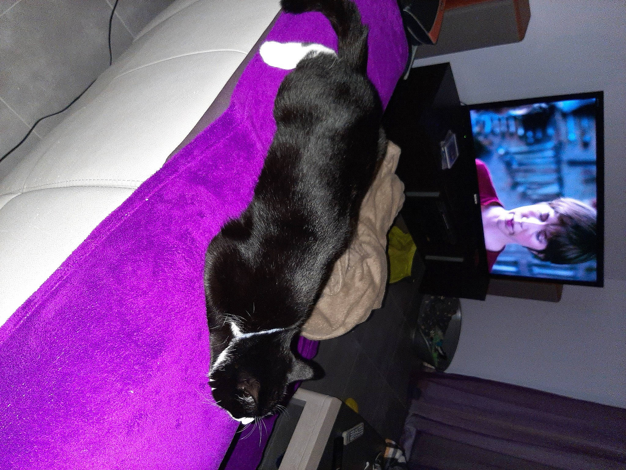 Olive participe au concours pour gagner de l'argent avec cette photo : canidae, carnivore, comfort, companion_dog, couch, dog, dog_breed, fawn, fun, fur, magenta, pink, purple, snout, sporting_group, tail, textile, tree, violet, working_animal