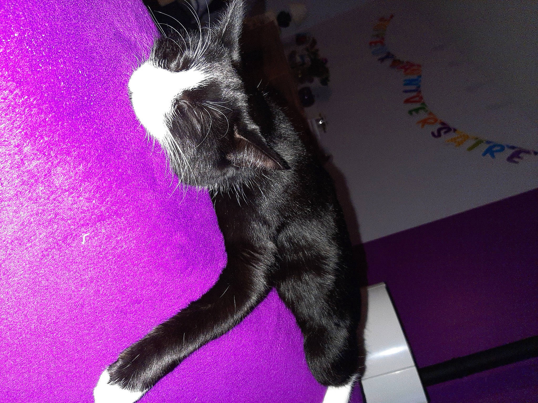 Olive participe au concours pour gagner de l'argent avec cette photo : black_cat, carnivore, comfort, companion_dog, dog_breed, fawn, felidae, font, foot, gesture, human_leg, magenta, organism, pink, purple, small_to_medium_sized_cats, snout, tail, violet, whiskers