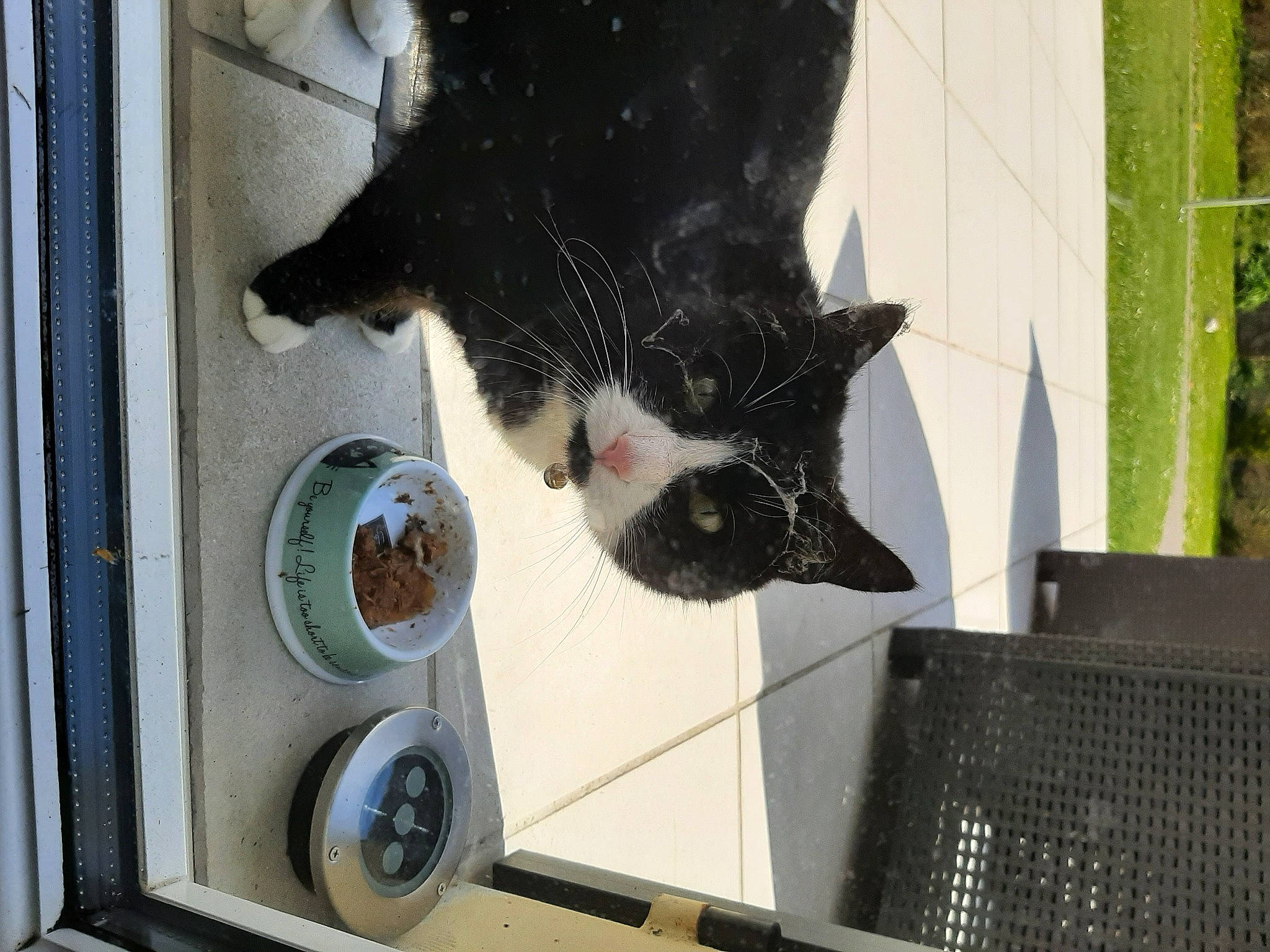 Olive a rejoint le concours — aidez-le/la à gagner de superbes lots ! animal_shelter, black_cat, carnivore, cat, cat_supply, claw, domestic_short_haired_cat, felidae, fur, gas, mammal, mesh, pet_food, pet_supply, small_to_medium_sized_cats, snout, tail, vehicle_door, vertebrate, whiskers