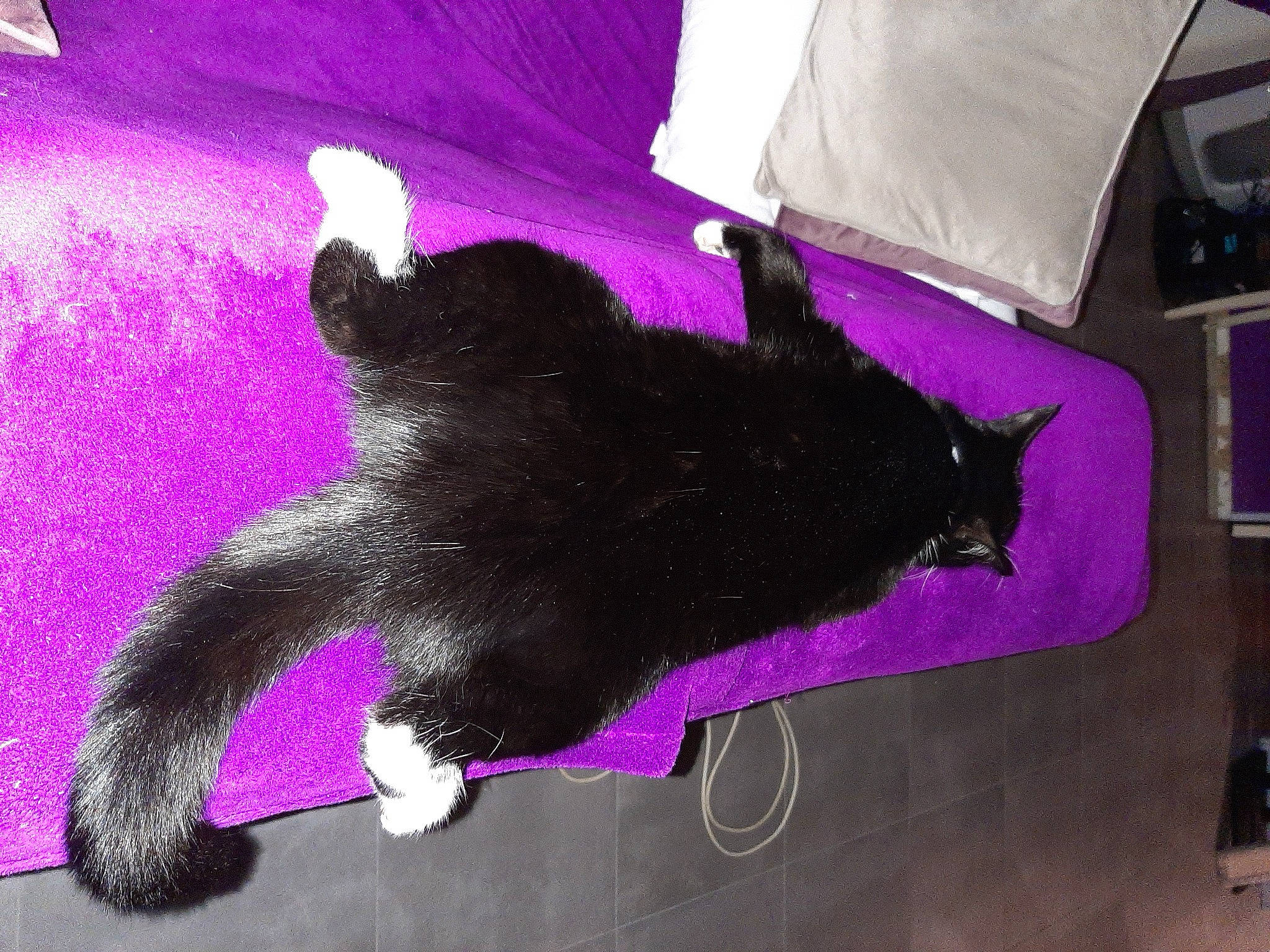 Olive a rejoint le concours — aidez-le/la à gagner de superbes lots ! black_cat, canidae, carnivore, cat, comfort, dog_breed, domestic_short_haired_cat, felidae, fur, linens, magenta, mammal, pillow, pink, purple, small_to_medium_sized_cats, tail, tints_and_shades, violet, whiskers