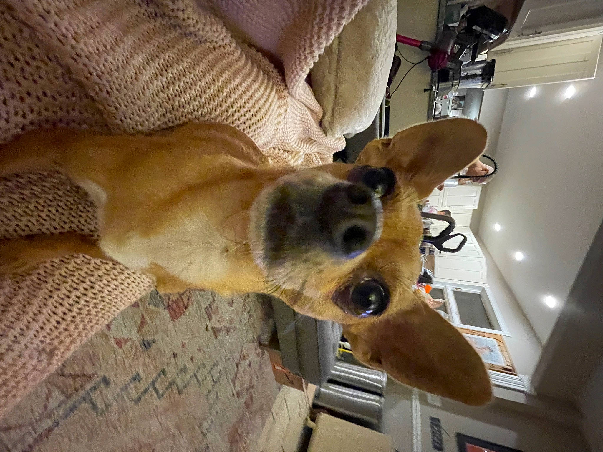 Linus joined the competition — help win amazing prizes! canidae, carnivore, comfort, companion_dog, dog, dog_breed, ear, fawn, fur, non_sporting_group, paw, room, snout, sporting_group, tail, whiskers, working_animal