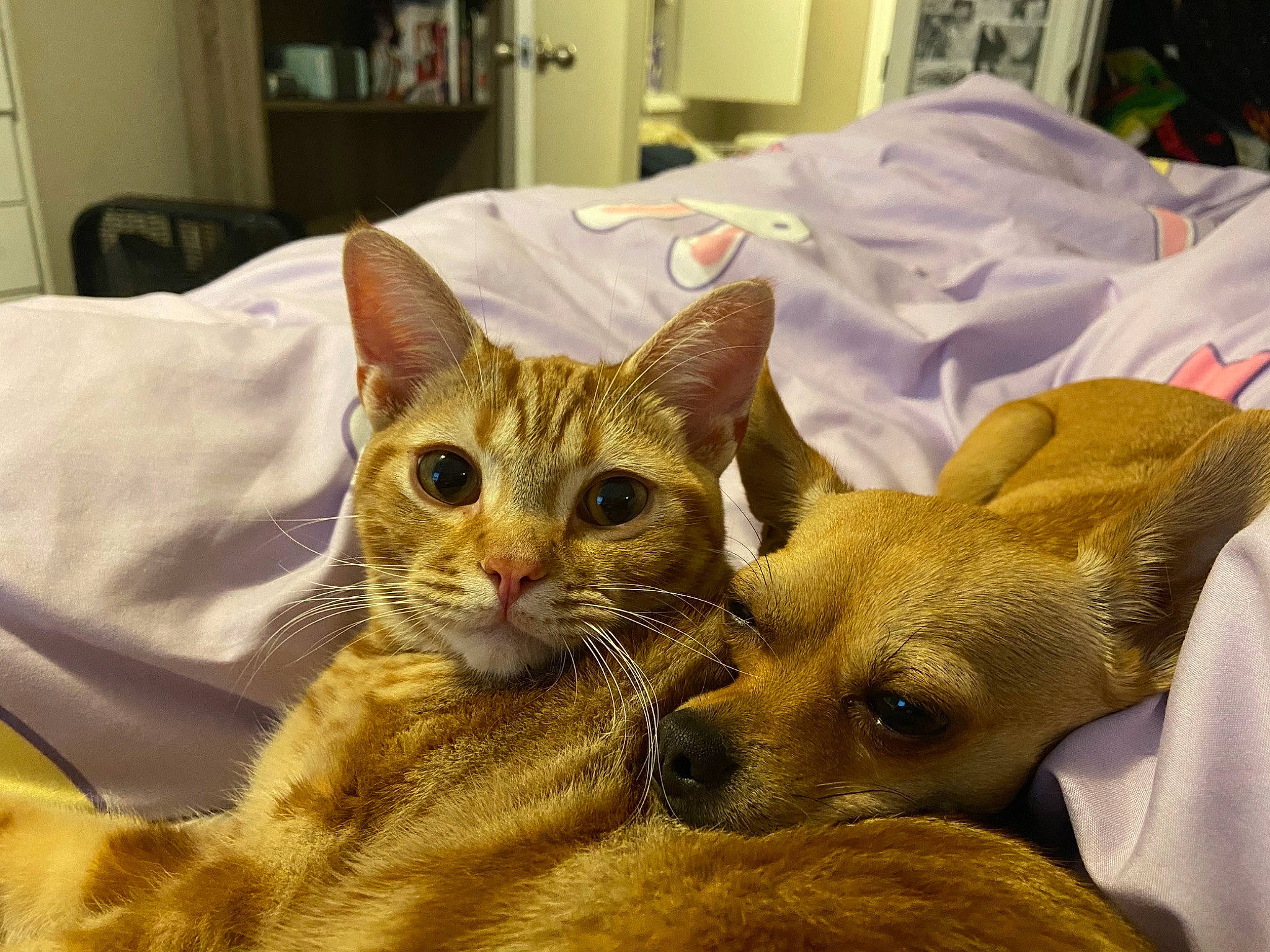 Linus is registered to the contest to win money with this photo: carnivore, cat, claw, clock, comfort, companion_dog, domestic_short_haired_cat, fawn, felidae, fur, paw, picture_frame, small_to_medium_sized_cats, snout, tail, terrestrial_animal, whiskers, wildlife