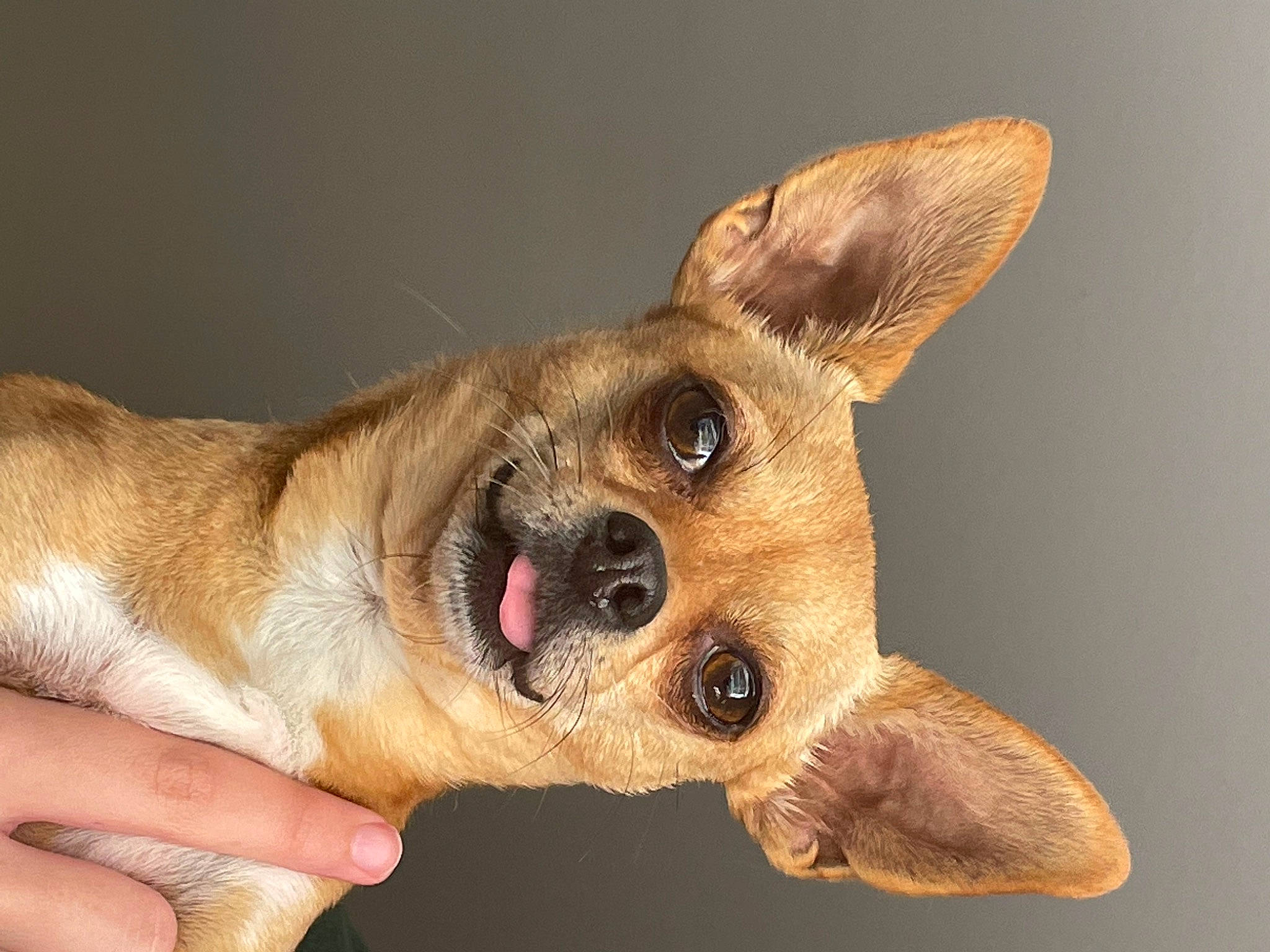 Linus is registered to the contest to win money with this photo: ancient_dog_breeds, canidae, carnivore, companion_dog, dog, dog_breed, ear, eye, fawn, fur, head, liver, paw, snout, sporting_group, terrestrial_animal, whiskers, wildlife, working_animal