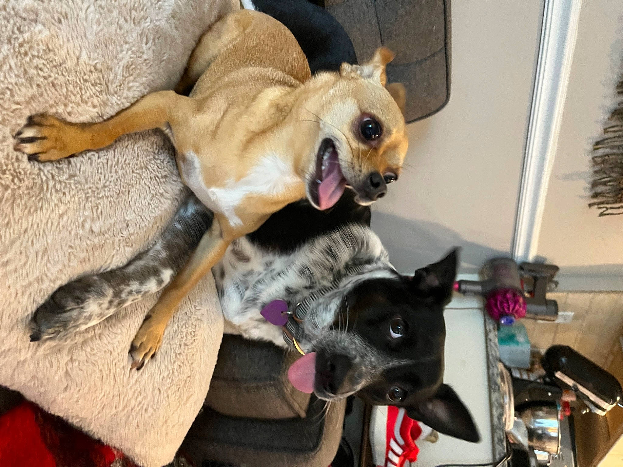 Linus is registered to the contest to win money with this photo: canidae, carnivore, collar, comfort, companion_dog, dog, dog_breed, dog_supply, ear, fawn, felidae, fur, paw, pet_supply, snout, sporting_group, tail, toy_dog, whiskers, working_animal