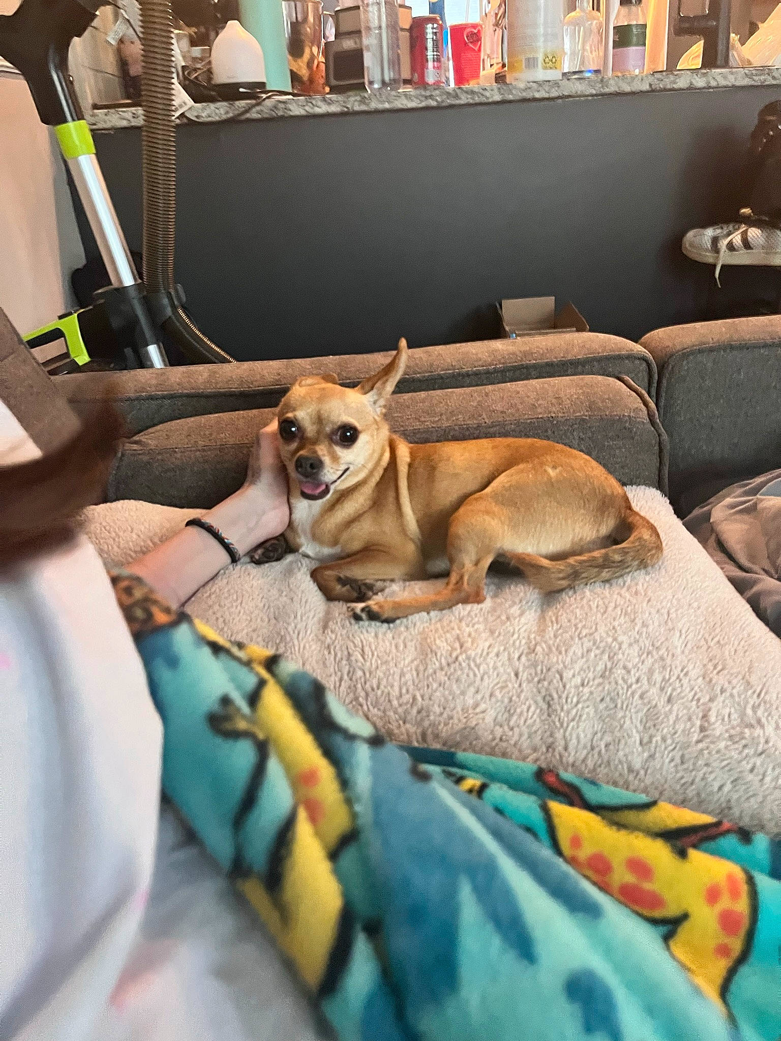 Linus joined the competition — help win amazing prizes! bookcase, canidae, carnivore, comfort, companion_dog, couch, dog, dog_breed, dog_supply, fawn, flooring, fur, leisure, linens, living_room, room, shelf, sporting_group, window, working_animal