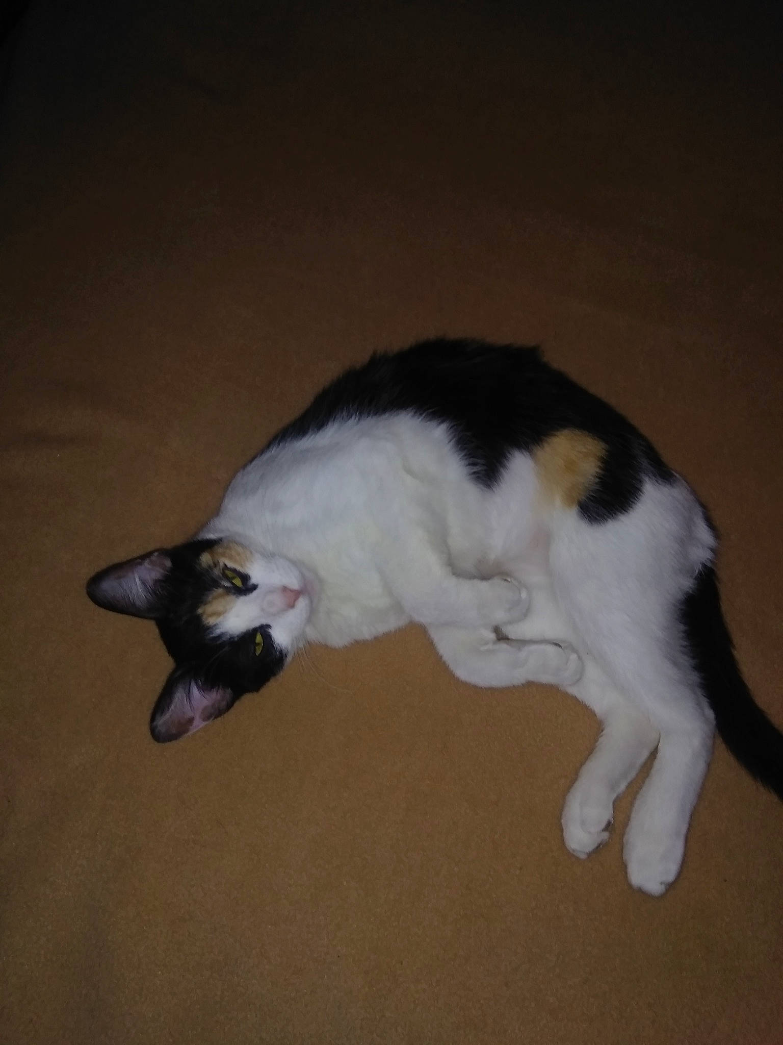 Callie