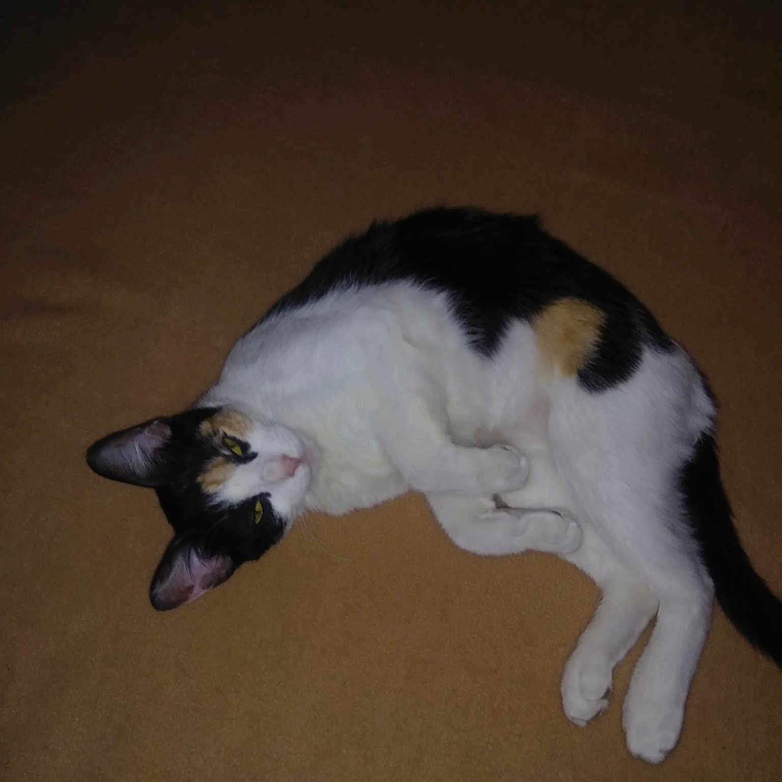 Callie