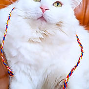 Perly a rejoint le concours — aidez-le/la à gagner de superbes lots ! animal, braided_strings, brown_background, cat, closeup, curious, cute, domestic_cat, feline, fluffy, hat, indoor, leather, pet, pink_nose, pink_paw_pads, portrait, sitting, white_cat, woven_hat