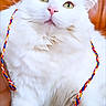 animal, braided_strings, brown_background, cat, closeup, curious, cute, domestic_cat, feline, fluffy, hat, indoor, leather, pet, pink_nose, pink_paw_pads, portrait, sitting, white_cat, woven_hat