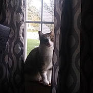 Bailey is registered to the contest to win money with this photo: cat, window, curtains, rain, indoor, pet, animal, sill, patterned_curtains, shadow, daylight, quiet, observing, domestic, feline, wet_window, home, mood, still_life, curious
