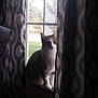 cat, window, curtains, rain, indoor, pet, animal, sill, patterned_curtains, shadow, daylight, quiet, observing, domestic, feline, wet_window, home, mood, still_life, curious