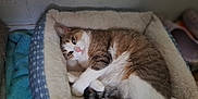 Bailey is registered to the contest to win money with this photo: cat, pet_bed, feline, cozy, relaxed, sleepy, indoor, animal, fur, whiskers, tail, cute, domestic_animal, resting, soft, comfort, paws, tabby, white_paws, pink_nose