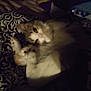 Bailey is registered to the contest to win money with this photo: cat, feline, pet, animal, fur, paw, blanket, indoor, cozy, sleepy, cute, tabby, resting, whiskers, closeup, soft, domestic, mammal, relaxed, cute_pet