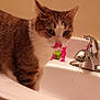 Bailey is registered to the contest to win money with this photo: cat, tabby_cat, bathroom, sink, faucet, water, tongue_out, pet, animal, curious, domestic_cat, countertop, soap_dispenser, toothpaste, household, indoor, mammal, whiskers, fur, closeup