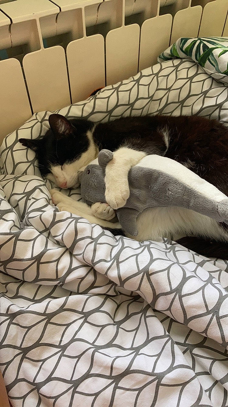 Mystigry a rejoint le concours — aidez-le/la à gagner de superbes lots ! black, carnivore, cat, comfort, dog_breed, fawn, felidae, floor, flooring, grey, linens, mammal, small_to_medium_sized_cats, snout, tail, textile, vertebrate, whiskers, white, wood