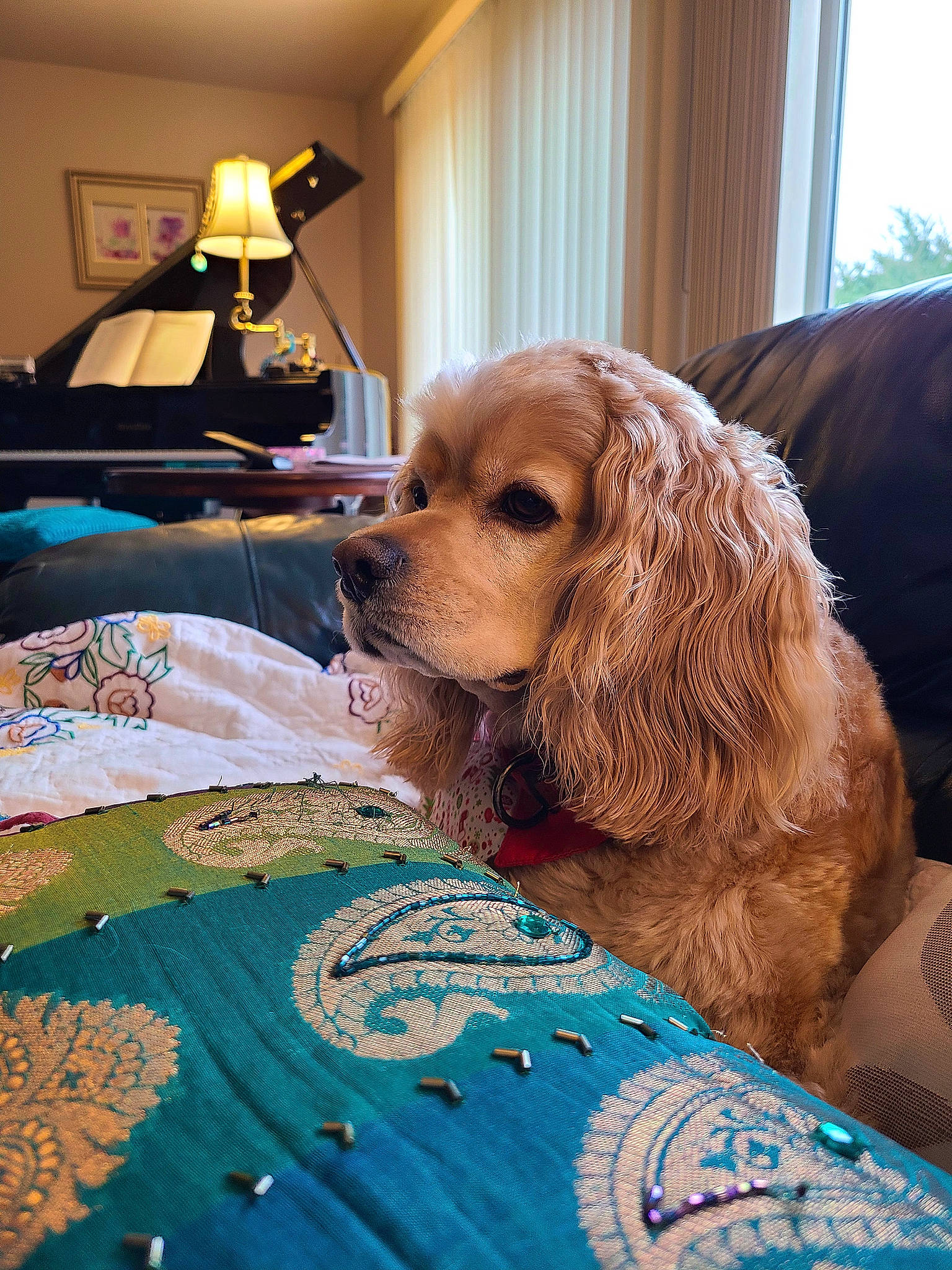 Buddy Rockmoninoff Gray is registered to the contest to win money with this photo: blue, brown_hair, carnivore, chair, companion_dog, dog, dog_breed, fashion_accessory, fawn, flooring, fur, glasses, lamp, linens, liver, picture_frame, room, spaniel, sporting_group, toy_dog