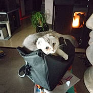 Kitty participe au concours pour gagner de l'argent avec cette photo : cat, kitten, bag, purse, indoor, table, stove, fire, plant, magazine, blurry, cozy, cute, living_room, pet, animal, closeup, furniture, accessory, curiosity