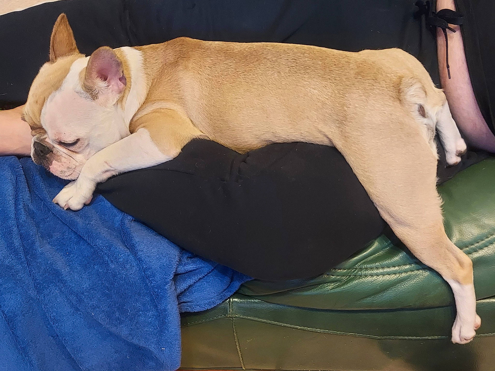 Twix participe au concours pour gagner de l'argent avec cette photo : abdomen, carnivore, chest, comfort, companion_dog, dog, dog_breed, elbow, fawn, felidae, foot, human_leg, knee, lap, paw, small_to_medium_sized_cats, tail, thigh, trunk, whiskers