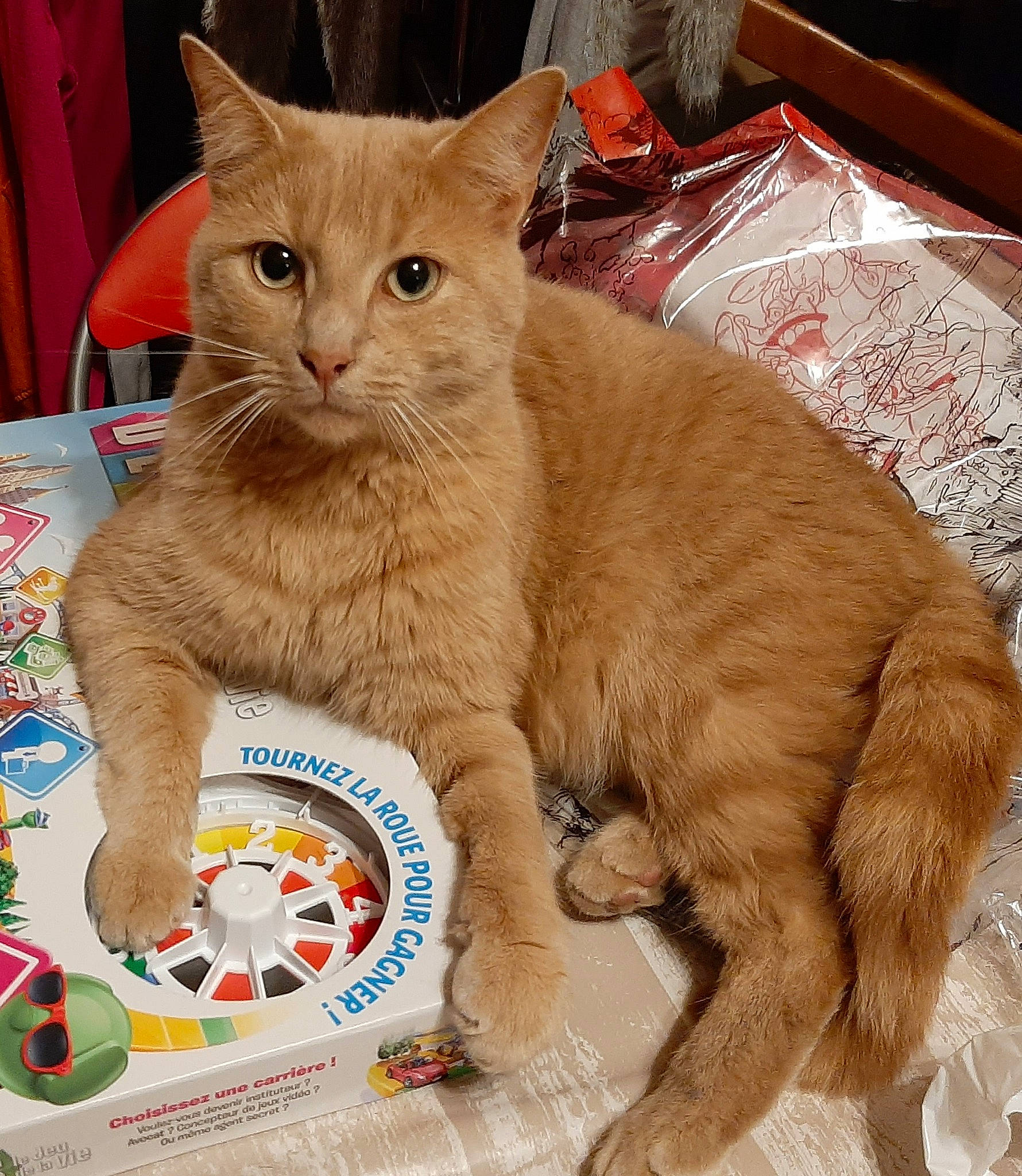 Yoga a rejoint le concours — aidez-le/la à gagner de superbes lots ! box, carnivore, cat, cat_supply, claw, domestic_short_haired_cat, fawn, felidae, fur, paw, pet_supply, puzzle, sitting, small_to_medium_sized_cats, snout, tail, whiskers