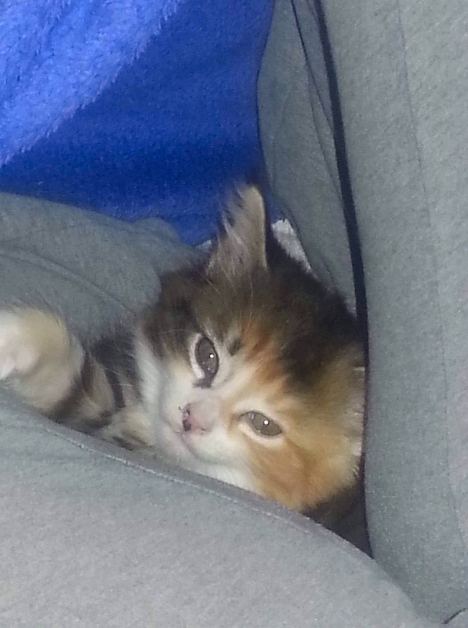 Héra participe au concours pour gagner de l'argent avec cette photo : box, cardboard, carnivore, cat, claw, comfort, domestic_short_haired_cat, fawn, felidae, fur, gesture, grey, linens, nap, paw, sleep, small_to_medium_sized_cats, snout, tail, whiskers