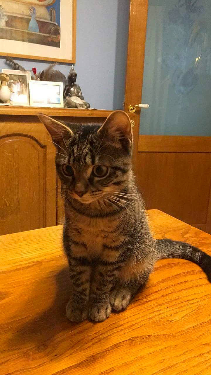 Nana a rejoint le concours — aidez-le/la à gagner de superbes lots ! carnivore, cat, comfort, domestic_short_haired_cat, felidae, floor, flooring, fur, hardwood, laminate_flooring, paw, picture_frame, small_to_medium_sized_cats, snout, tail, terrestrial_animal, whiskers, wood, wood_flooring, wood_stain