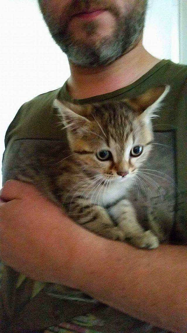 Opale a rejoint le concours — aidez-le/la à gagner de superbes lots ! beard, camouflage, carnivore, cat, claw, comfort, domestic_short_haired_cat, elbow, fawn, felidae, fur, gesture, hand, military_camouflage, sitting, sleeve, small_to_medium_sized_cats, t_shirt, terrestrial_animal, whiskers